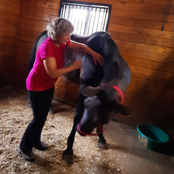 Equine Massage and Stretching