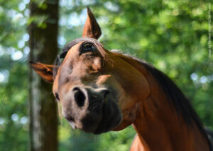 Happy Horse