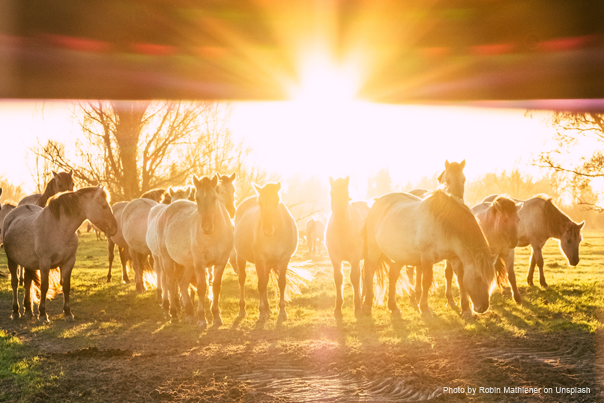 Horses in the Heat