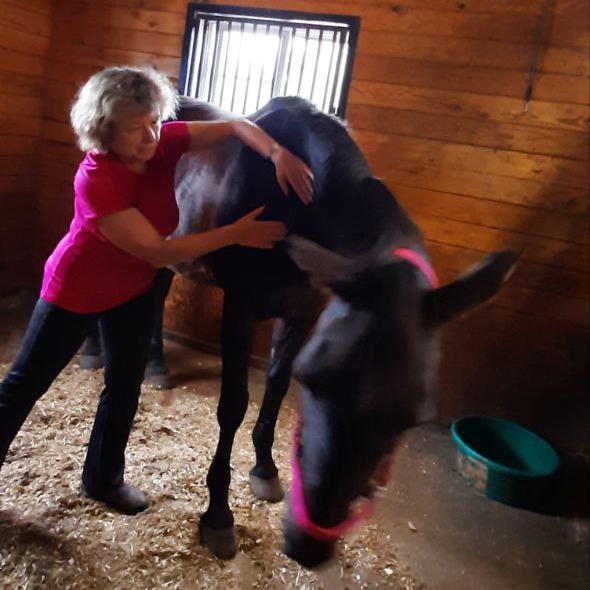 Irina Doing Massage for a Horse