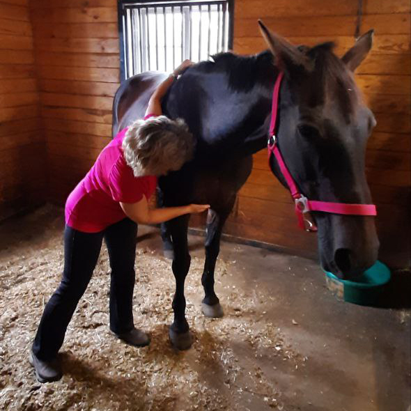 Irina doing massage for a horse