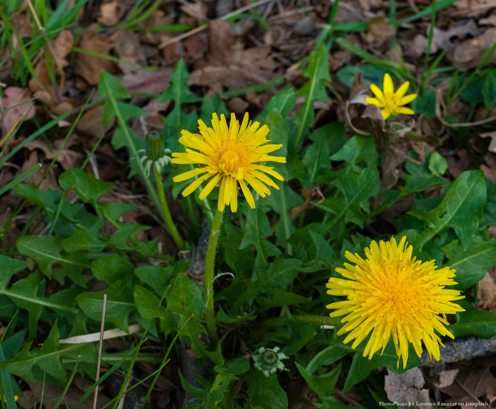 dandelion