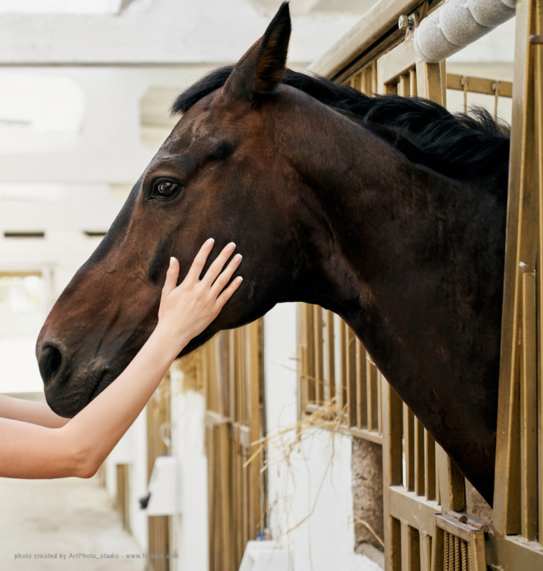 Horse and Human Hands