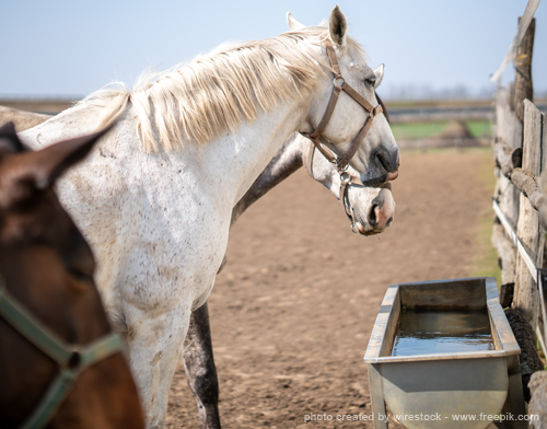 horses drinking water