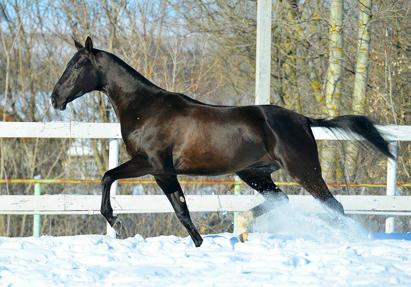 Horse Running on the Snow