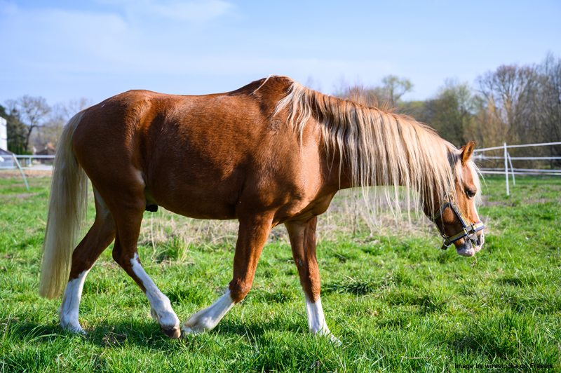 Aging Horse