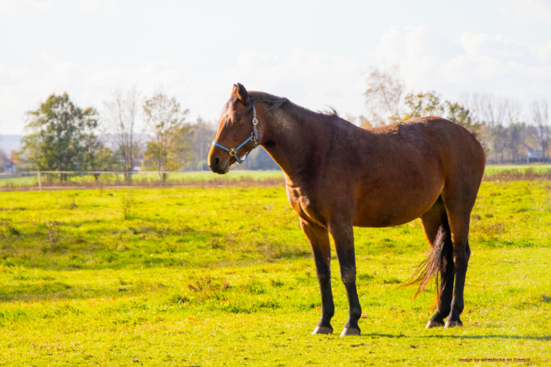 Aging Horse