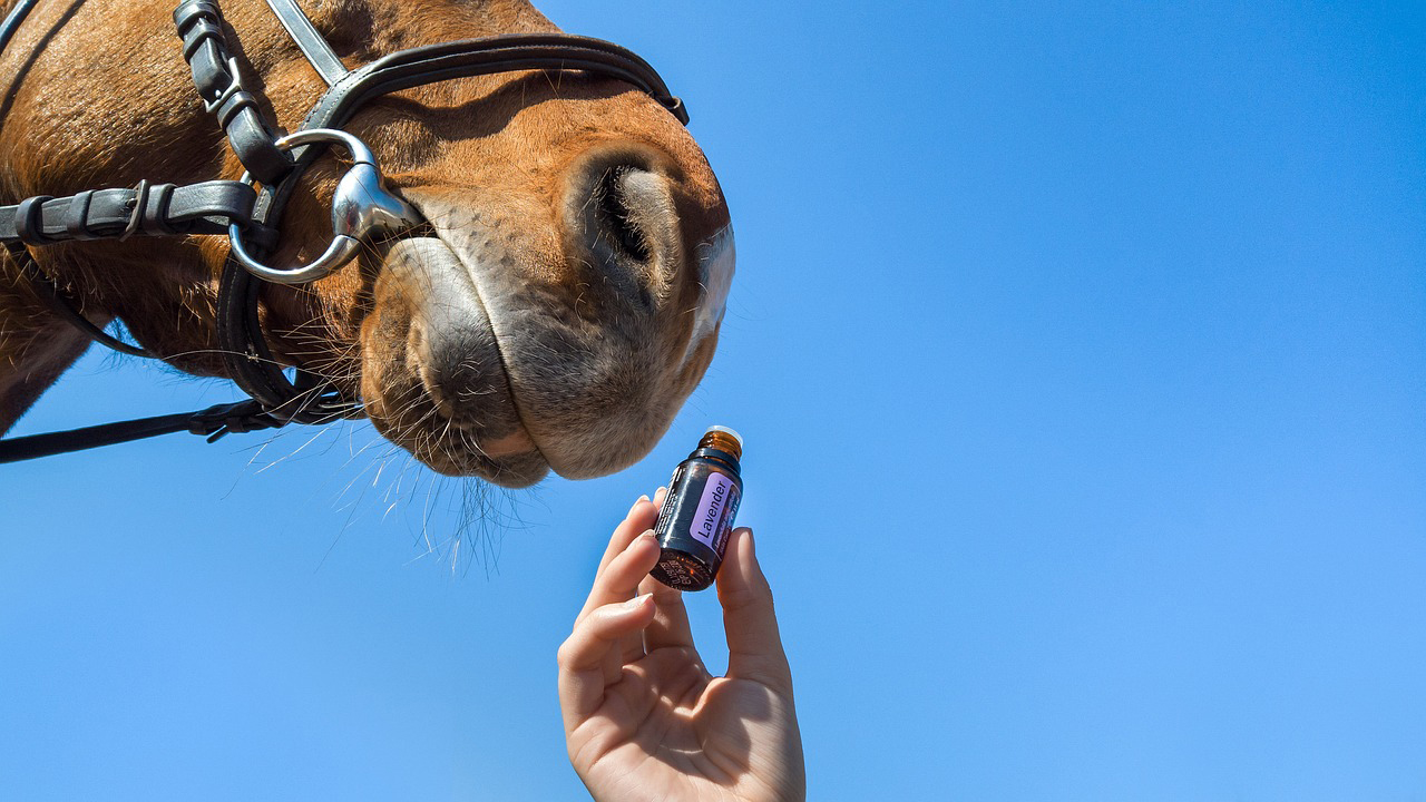 horse and essential oil