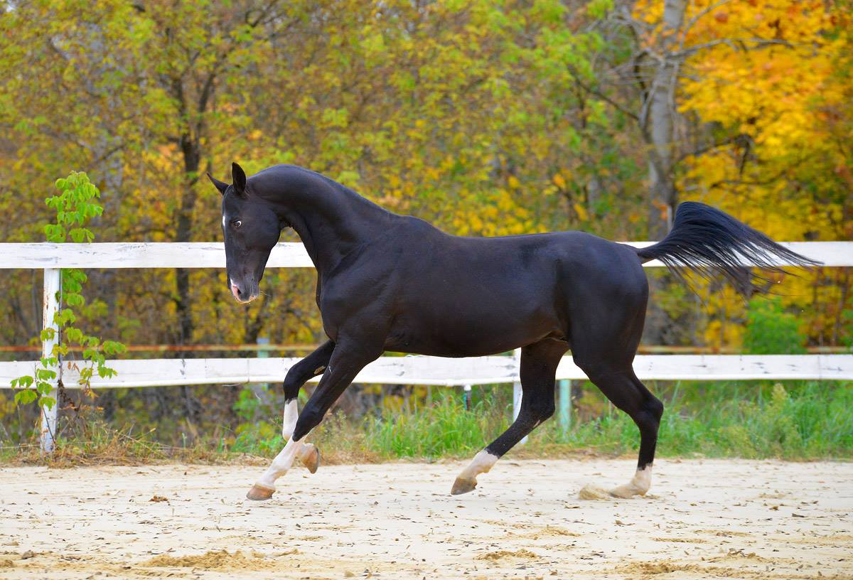 Black horse running on a the background of yellow leaves